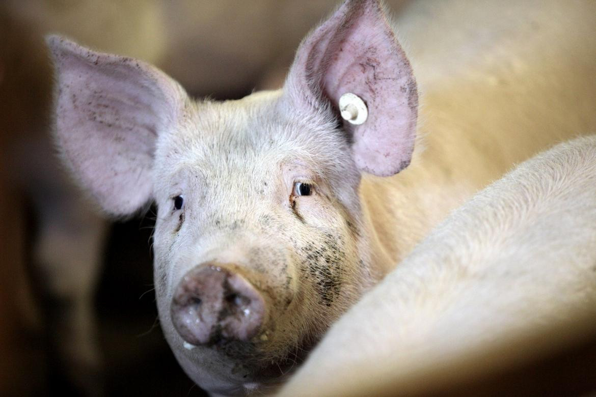 Cerdos, animales. Foto: EFE.
