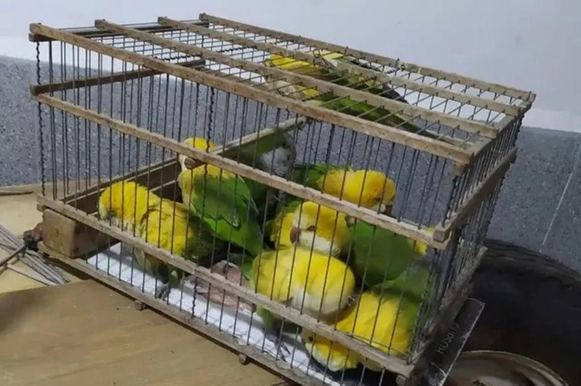 Aves intoxicadas. Foto: Policía de Santa Fe