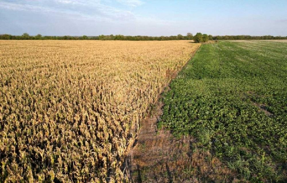 Soja, campo, NA