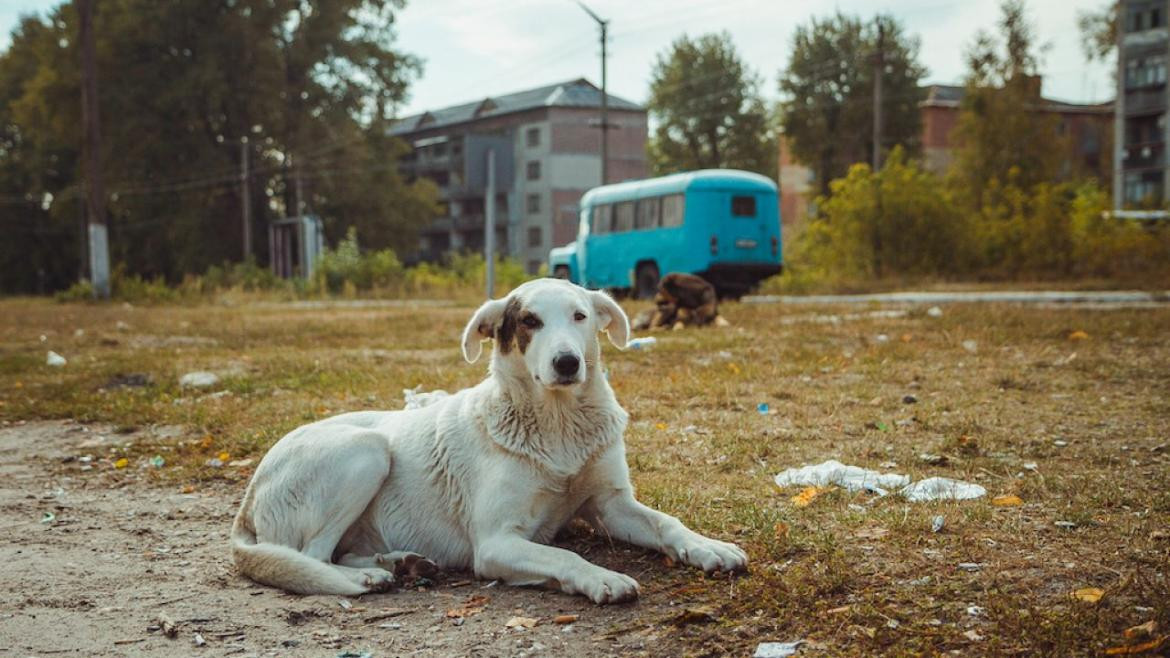 Perros en Chernobyl. Foto: National Geographic.