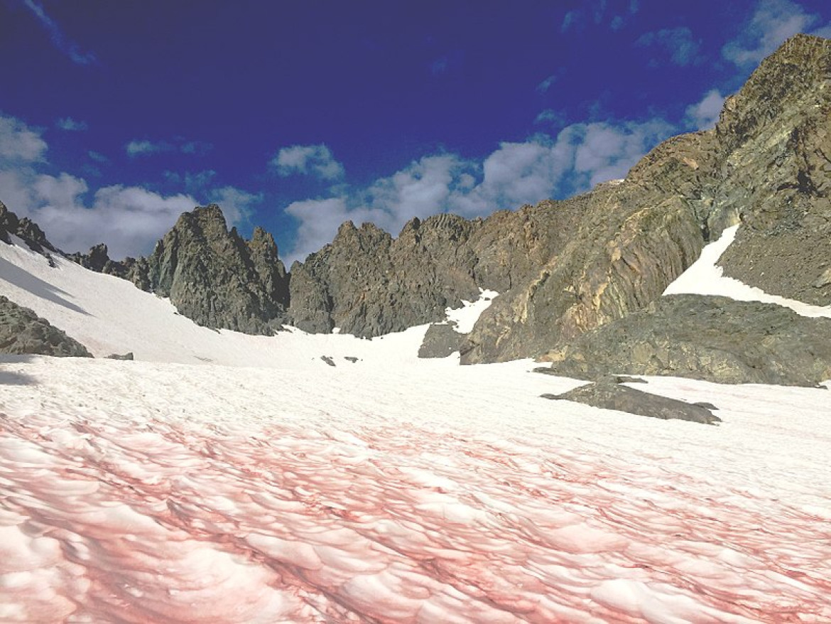 Nieve de Sandia. Foto: Wikipedia, Paul Wade.