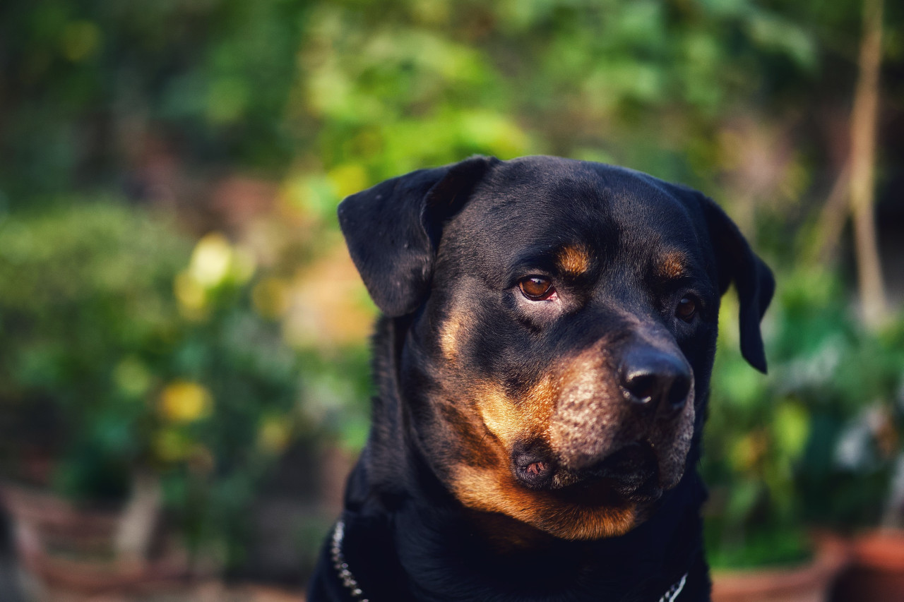 Rottweiler, perro. Foto: Unsplash