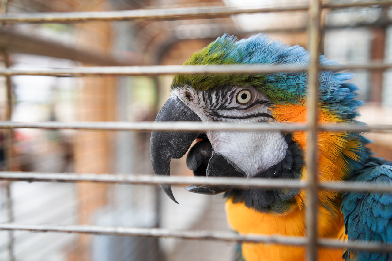 Tráfico de animales. Foto: Unsplash