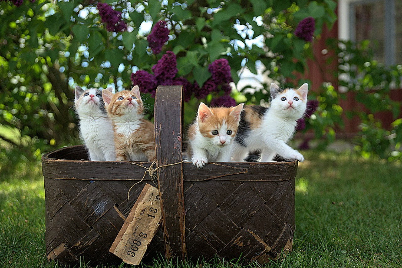 Los gatos son animales fascinantes y grandes compañeros. Foto: Unsplash.