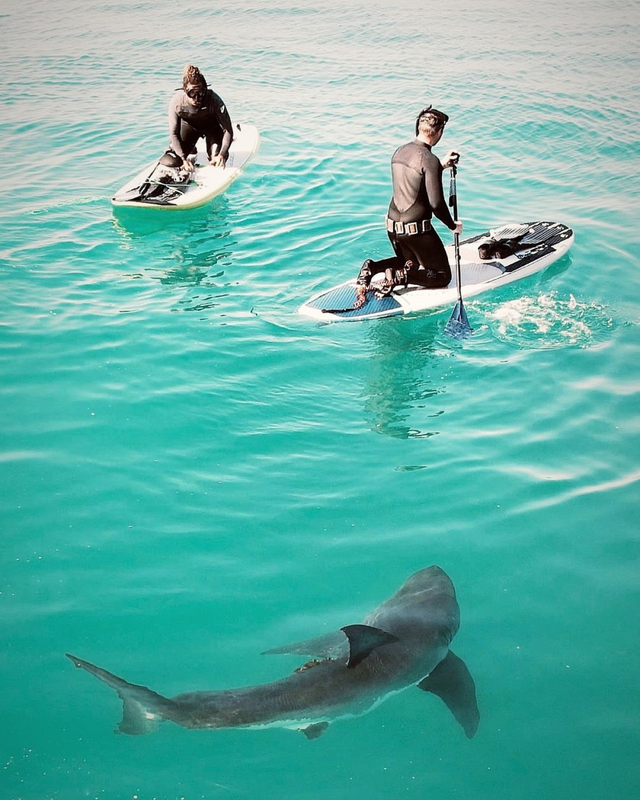 La fascinación de un surfista por los tiburones. Foto Instagram @scott_fairchild.