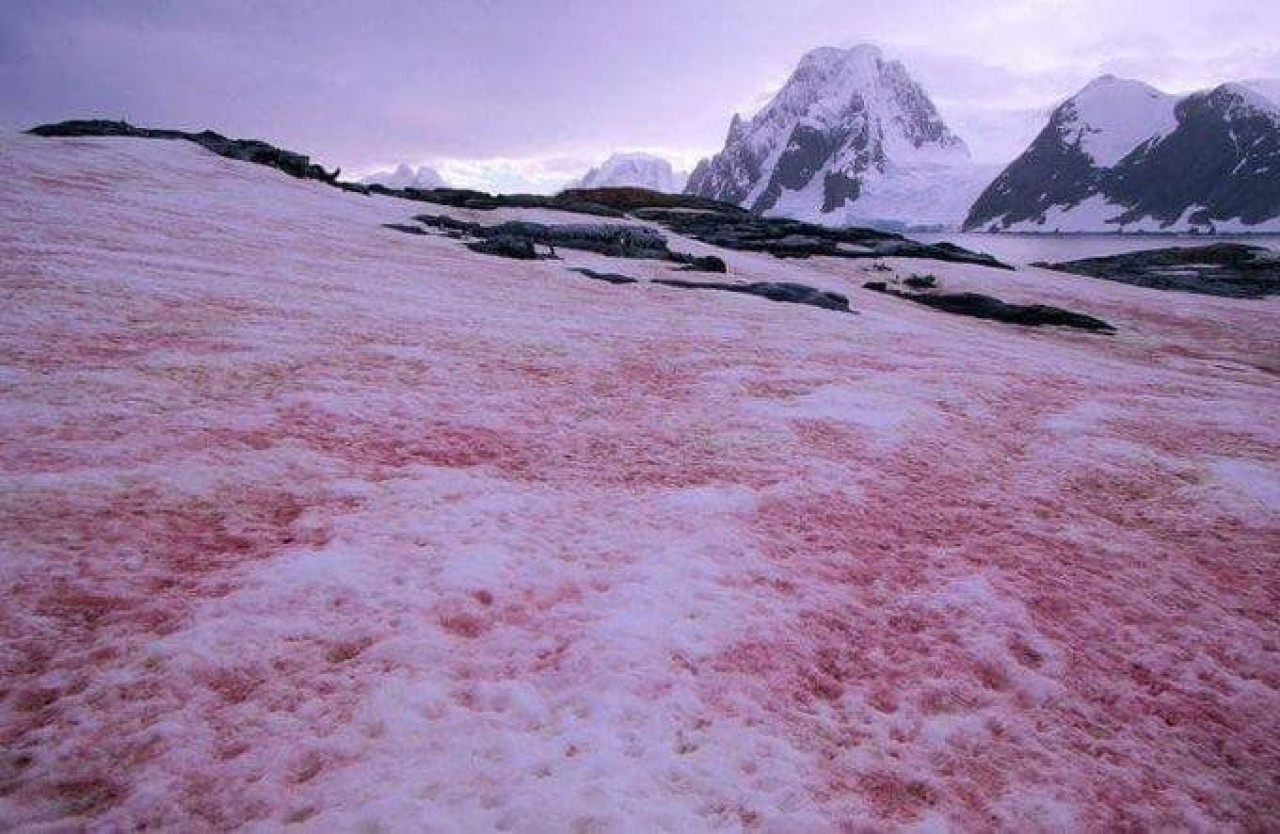 Glaciares. Nieve de Sandía. Foto: X