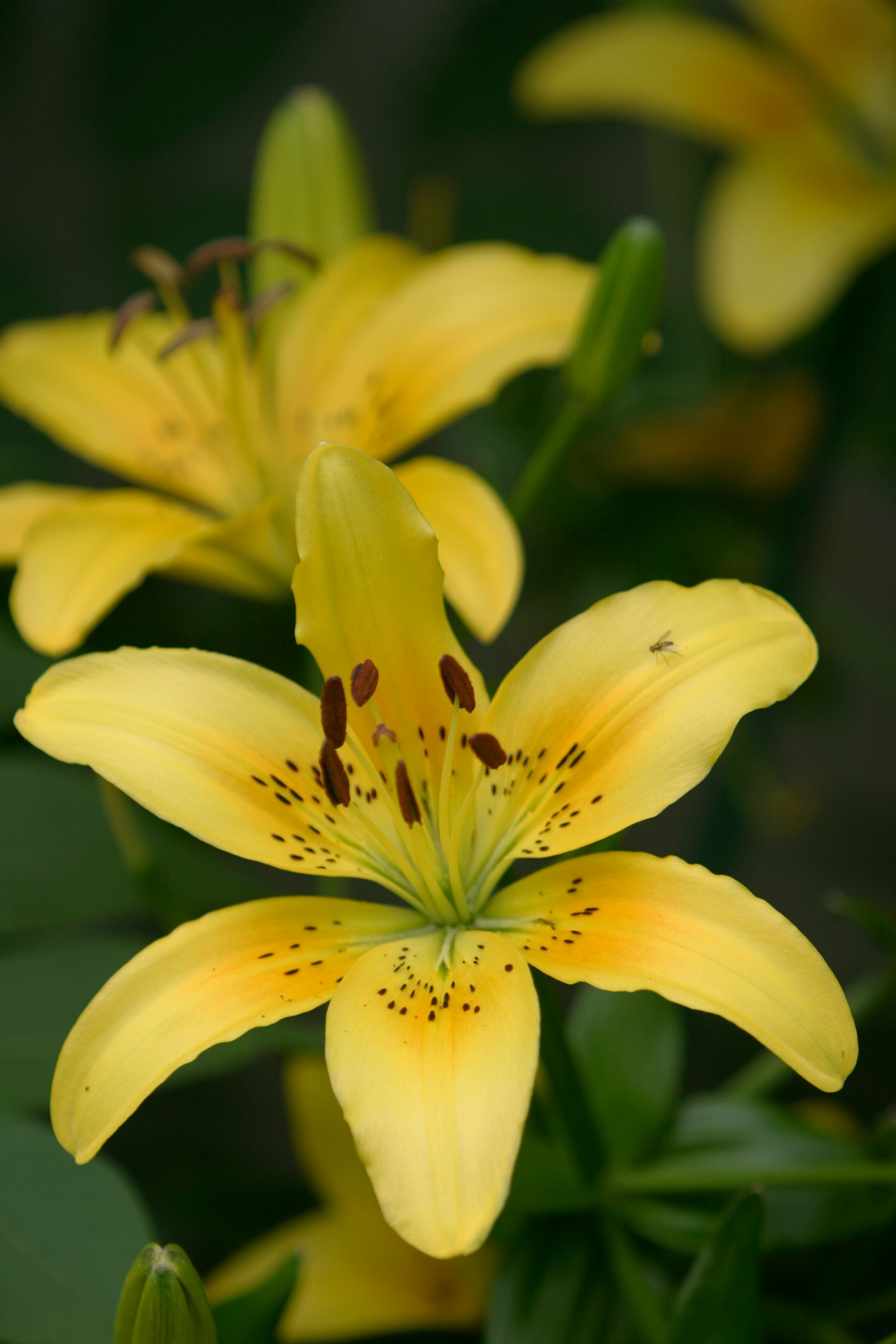 Lirio amarillo, una flor exótica que pone en riesgo los humedales. Foto: Unsplash
