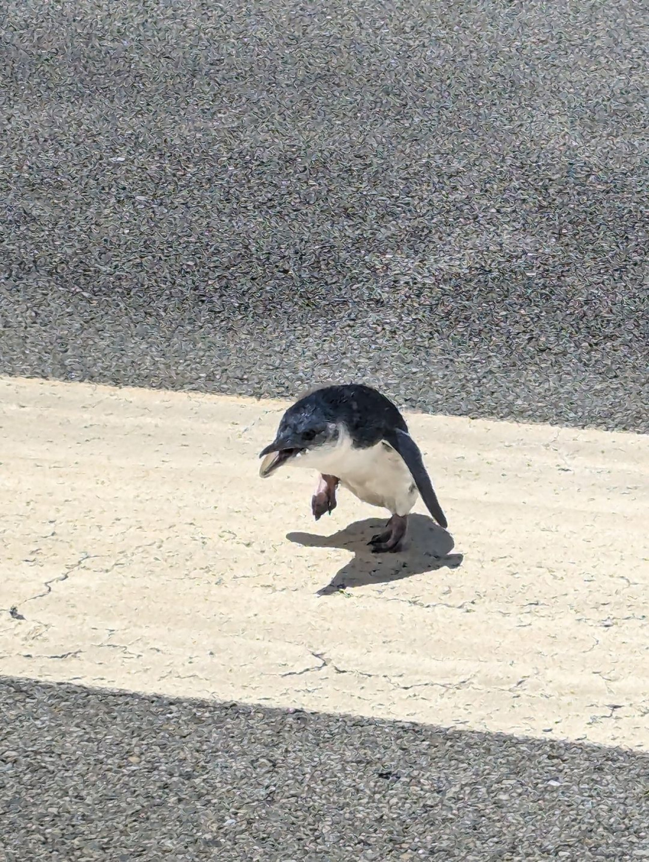 Pingüino en el aeropuerto de Nueva Zelanda. Foto Instagram @wellingtonairport.
