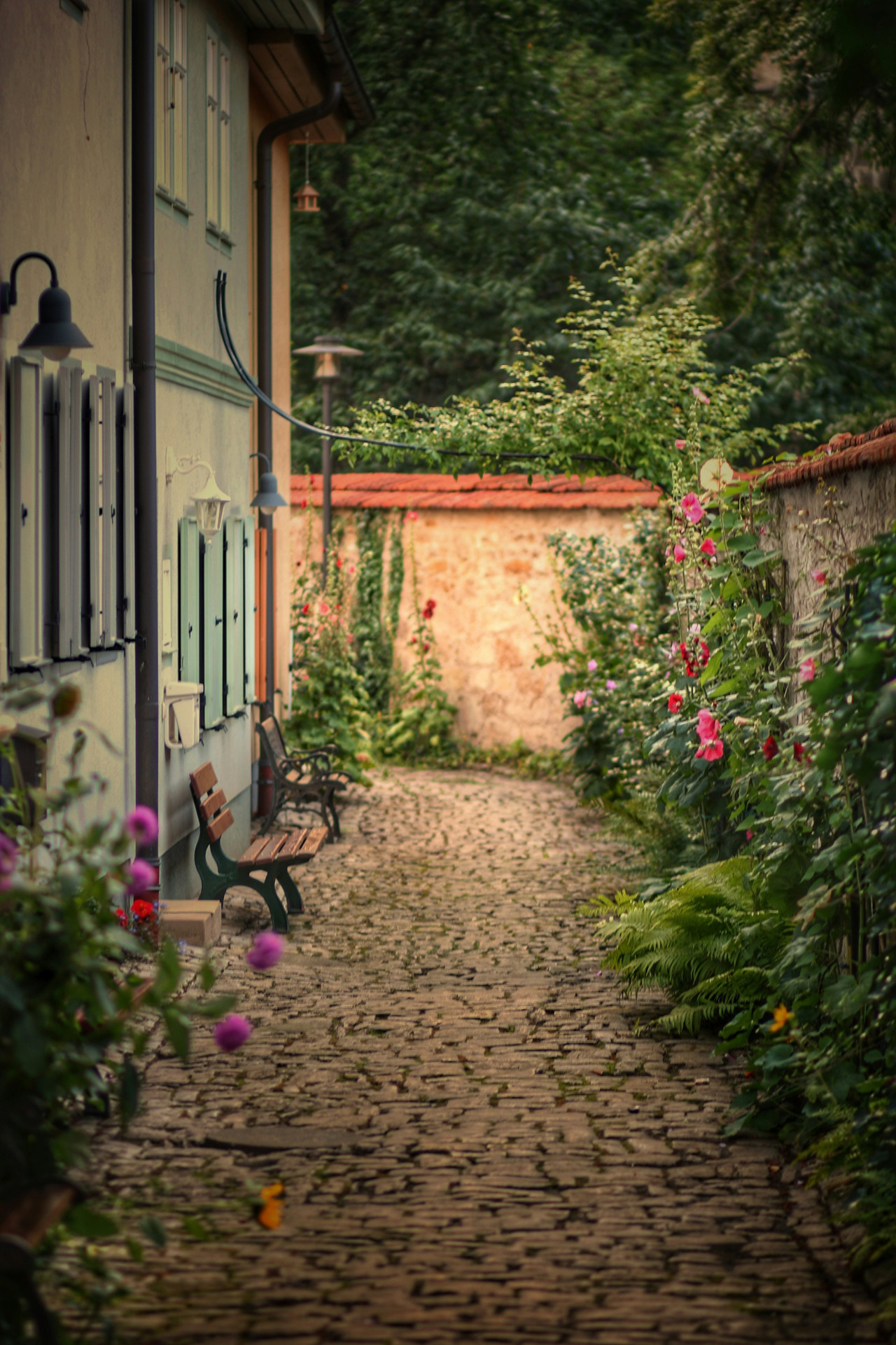 Plantas, jardín, flores, casa. Foto Unsplash.