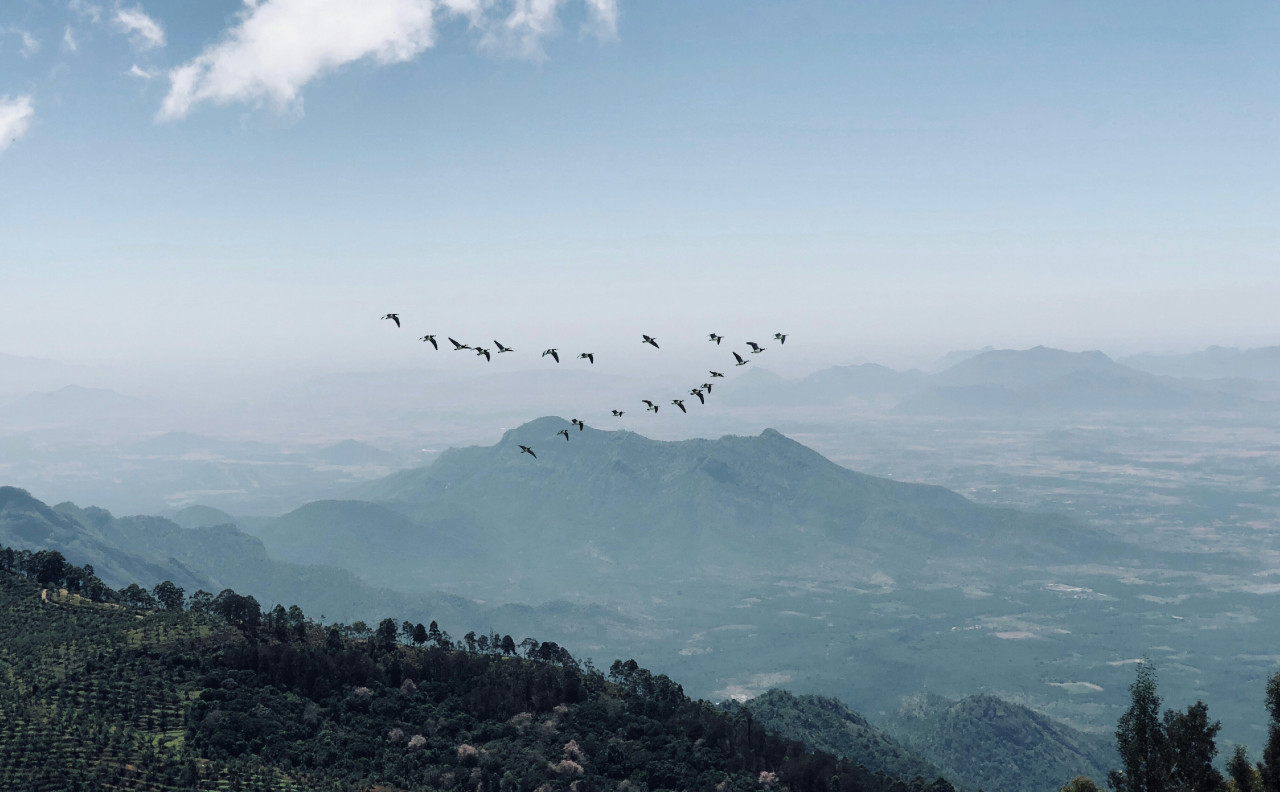 La razón por la cuál los pájaros vuelan en V. Foto: Unsplash.