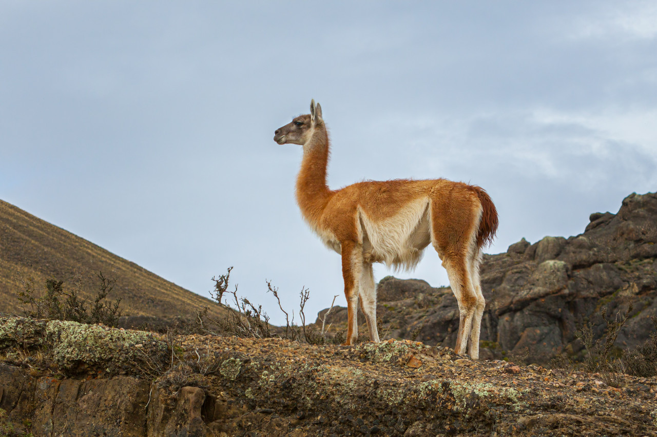 Guanaco. Foto: Unsplash