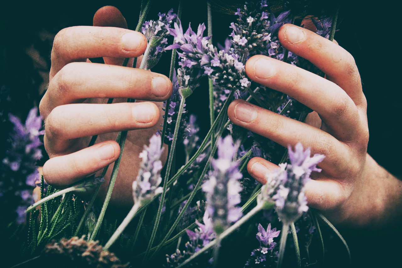 Lavanda. Foto: Unsplash.