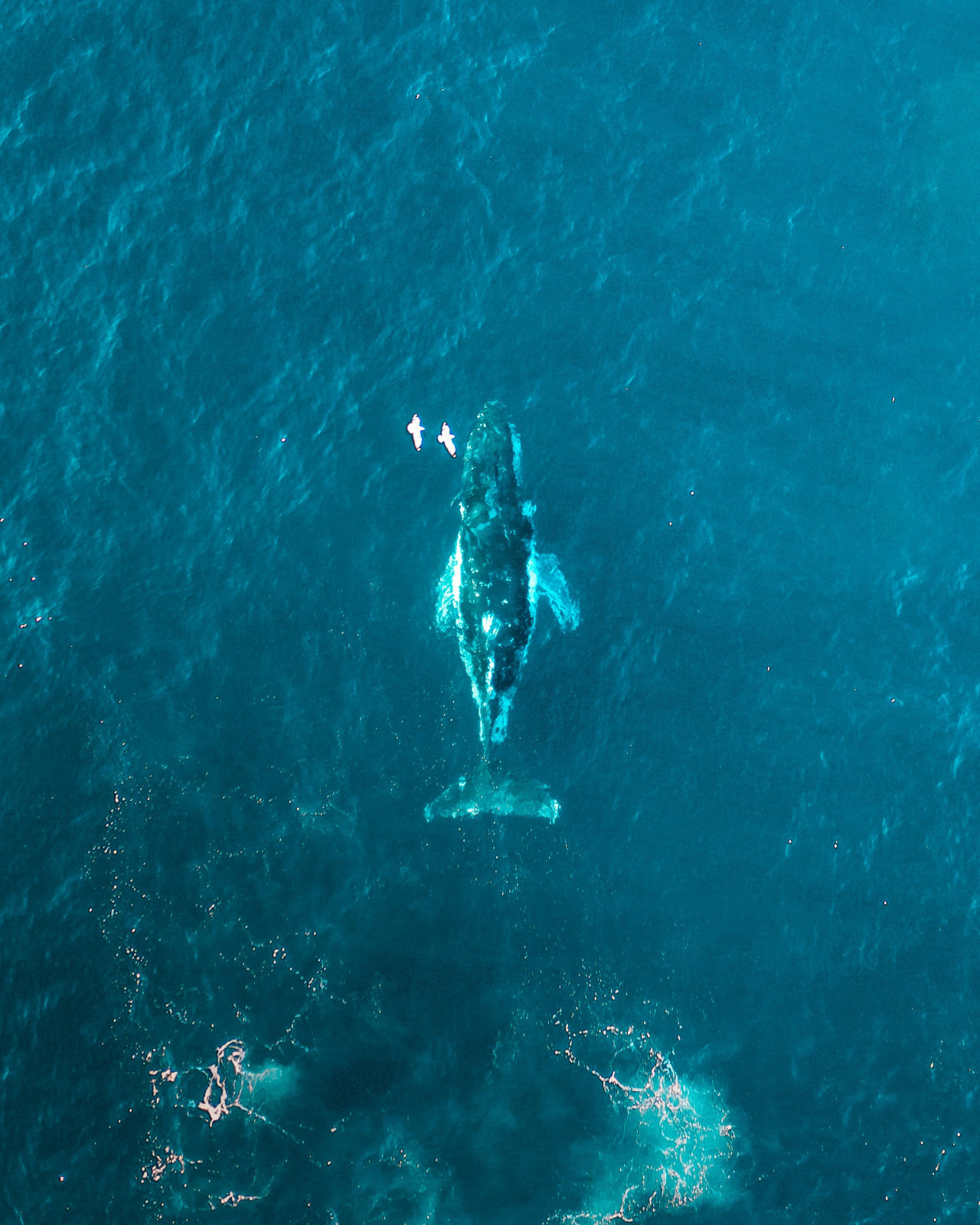 Ballena. Foto: Unsplash
