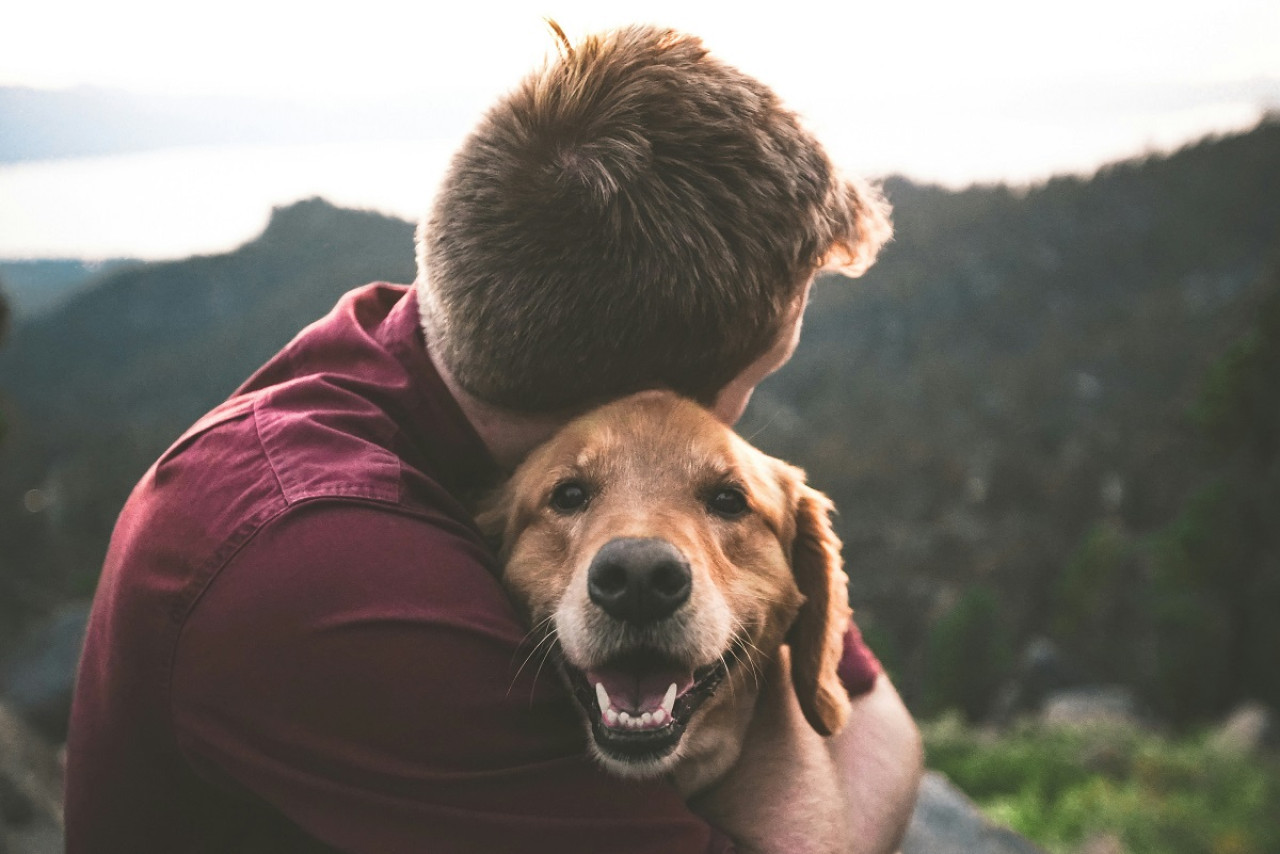 Mascotas; perros. Foto: Unsplash.