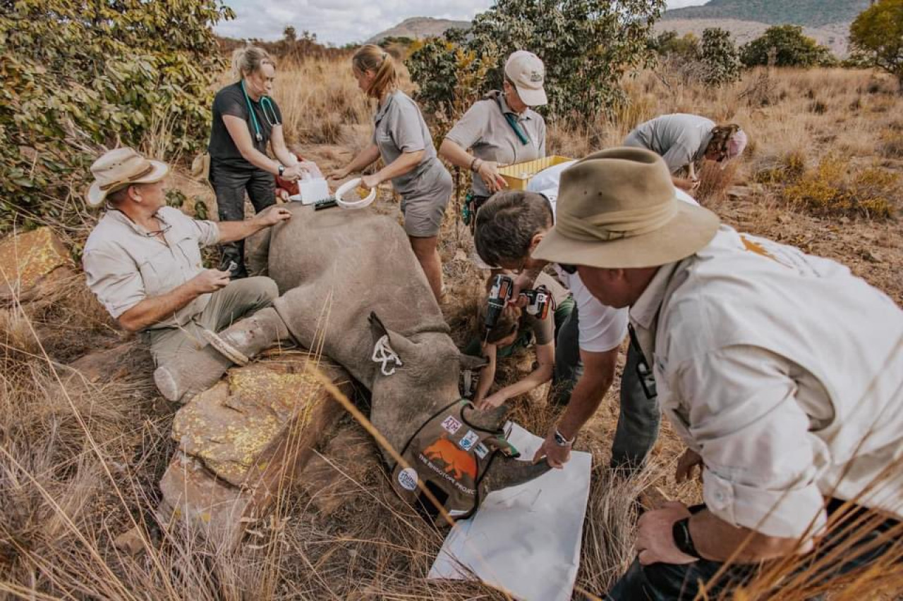 El insólito método para frenar la caza de rinocerontes en Sudáfrica. Foto: X/@rhisotope