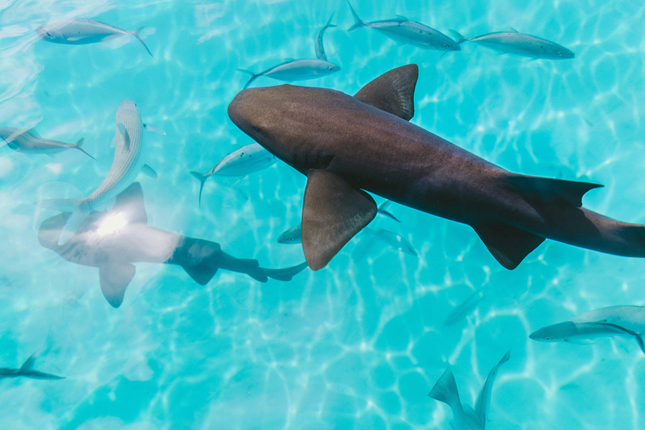 Tiburón, océano. Foto Unsplash.