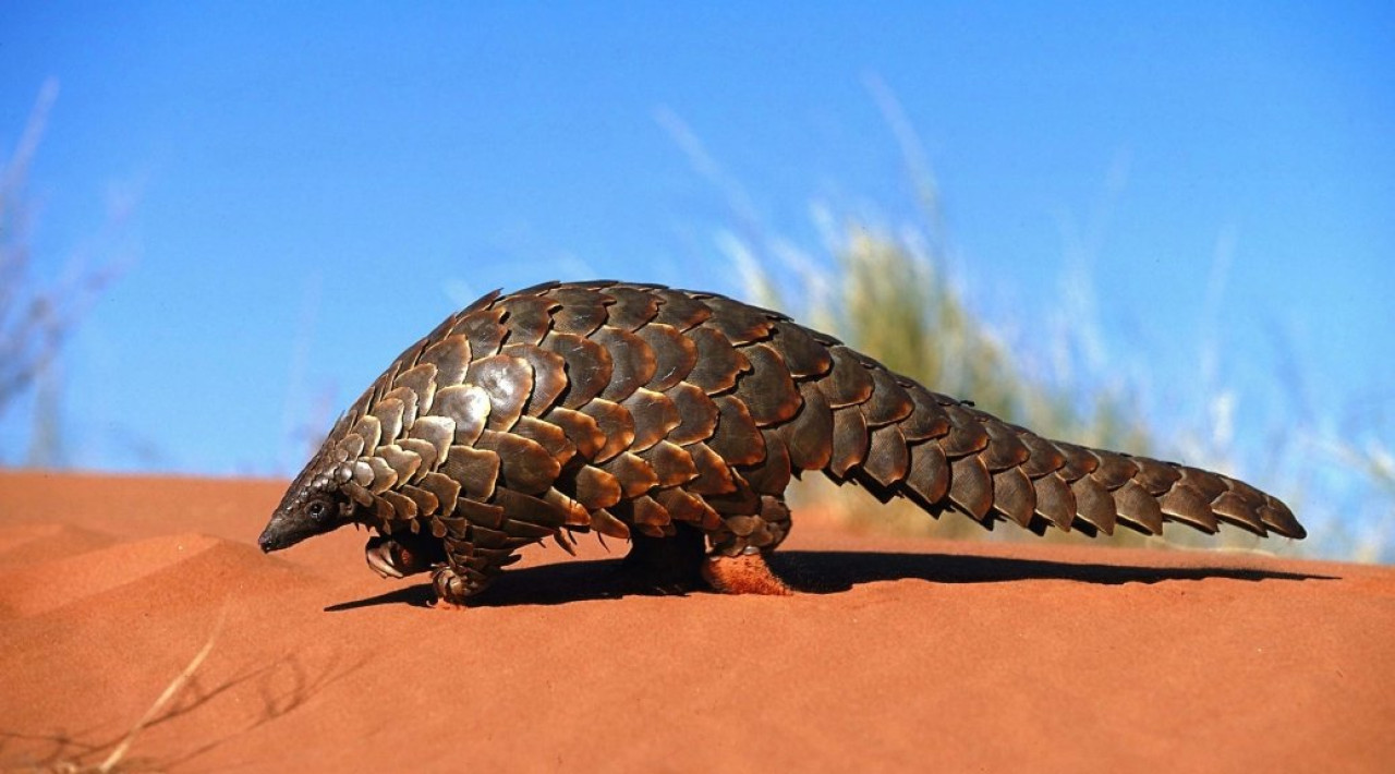 Pangolín gigante. Foto: X