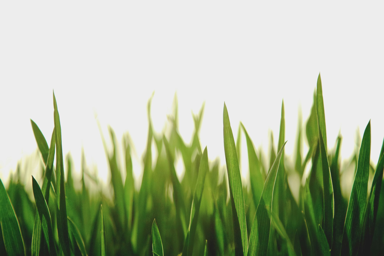 Hierba; pasto. Foto: Unsplash