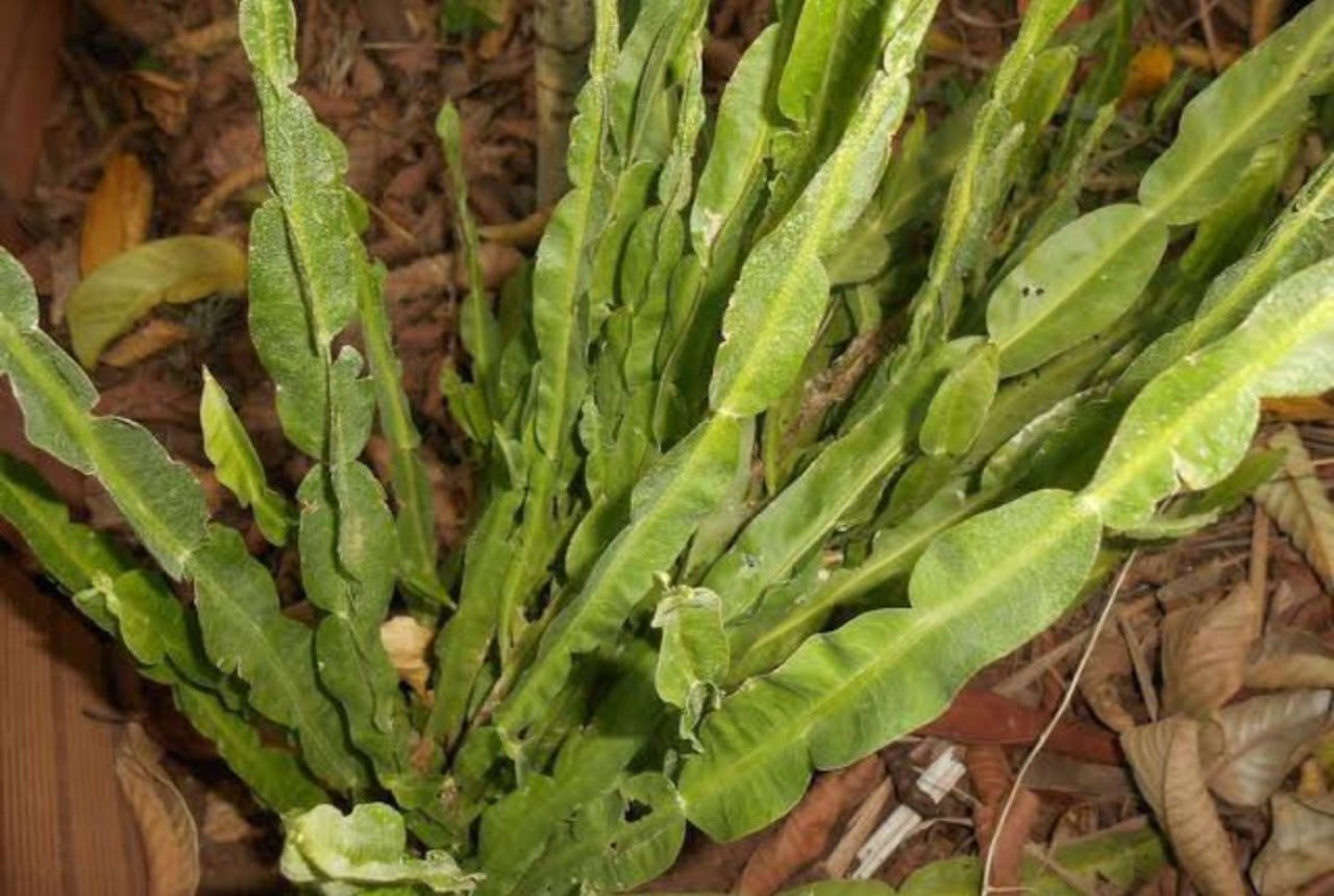 Carqueja, planta. Foto: X