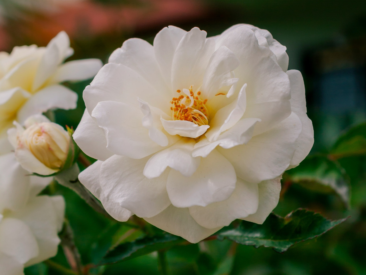 Rosa Iceberg, planta. Foto: Unsplash