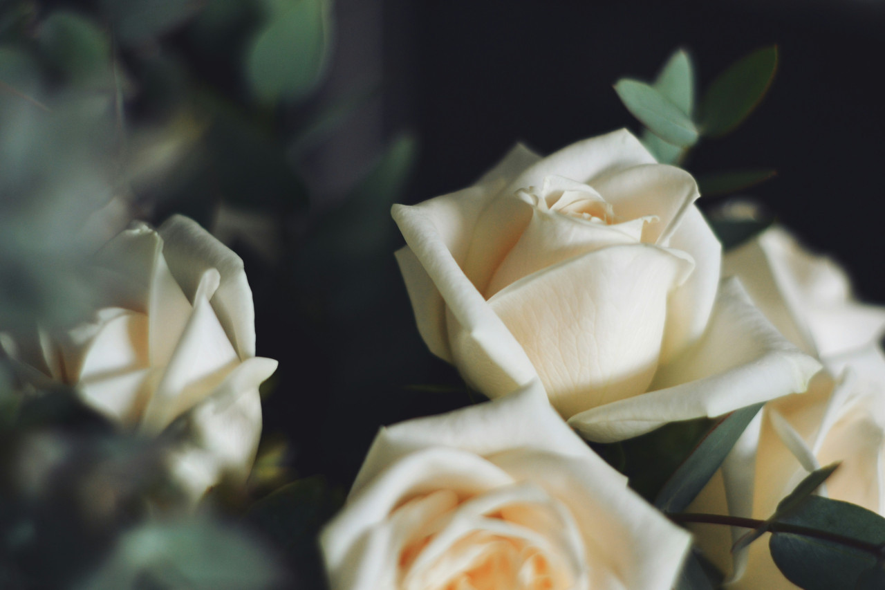 Rosa Iceberg, planta. Foto: Unsplash