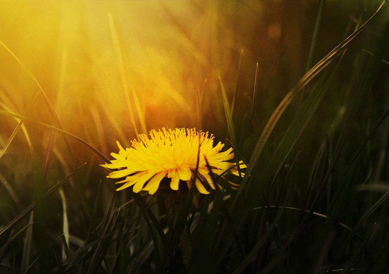 Césped; pasto; maleza. Foto: Unsplash