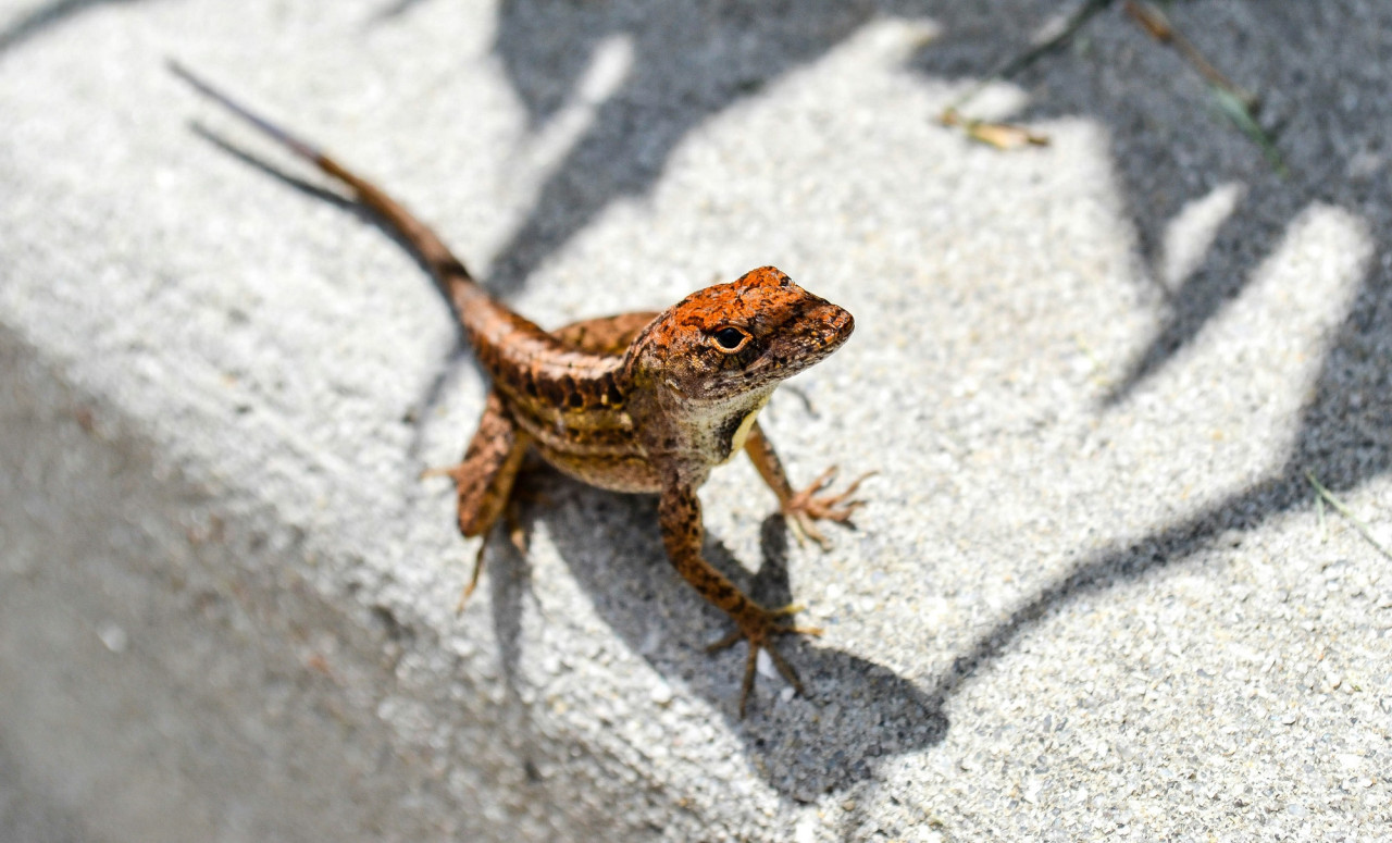 Lagartijas, plaga. Foto Unsplash.