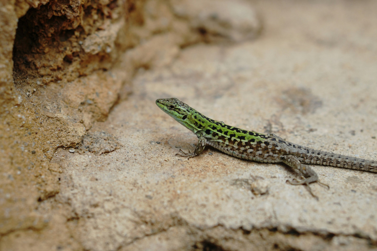 Lagartijas, plaga. Foto Unsplash.