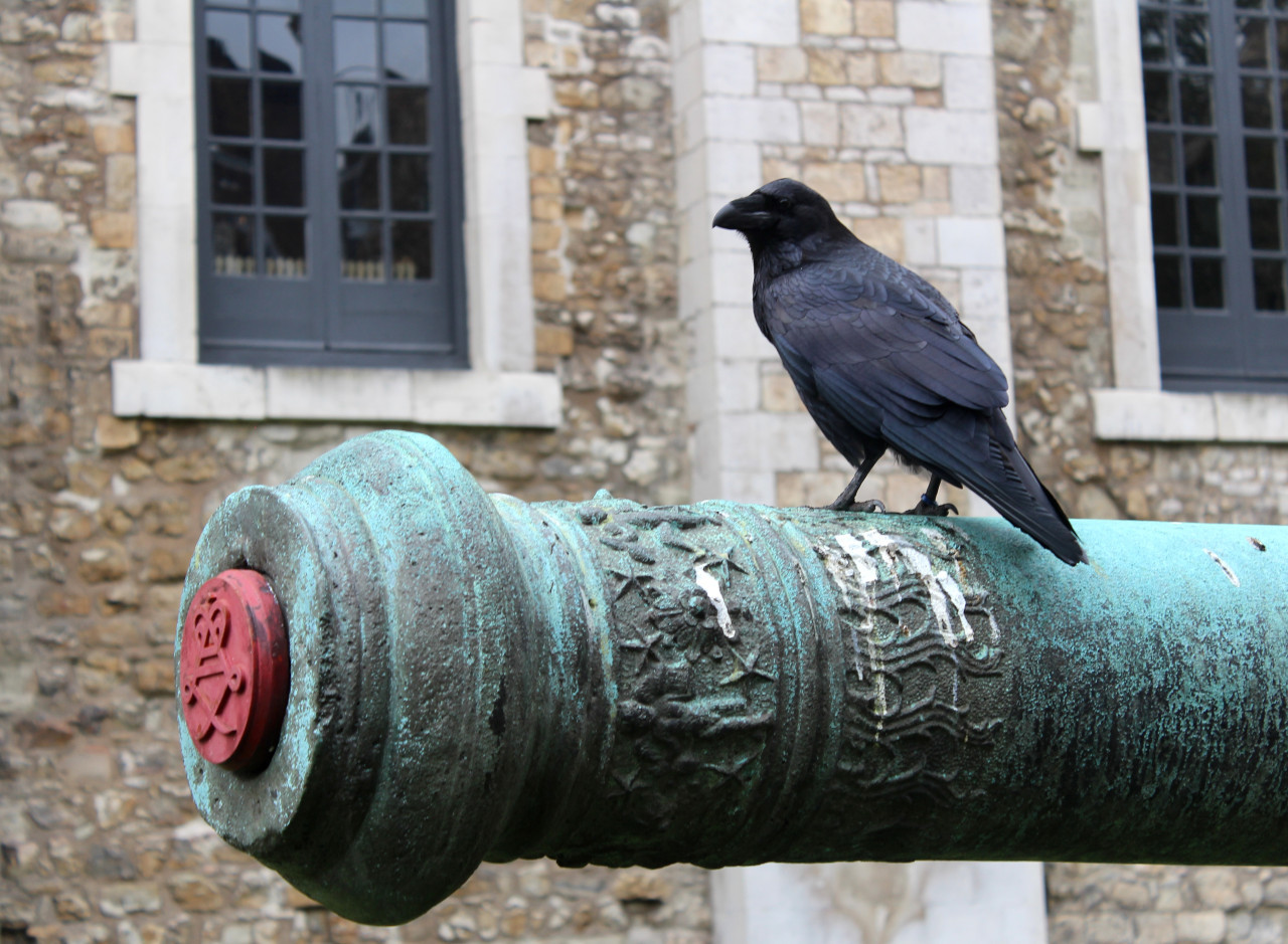 Un cuervo en la Torre de Londres. Foto: Wikipedia.