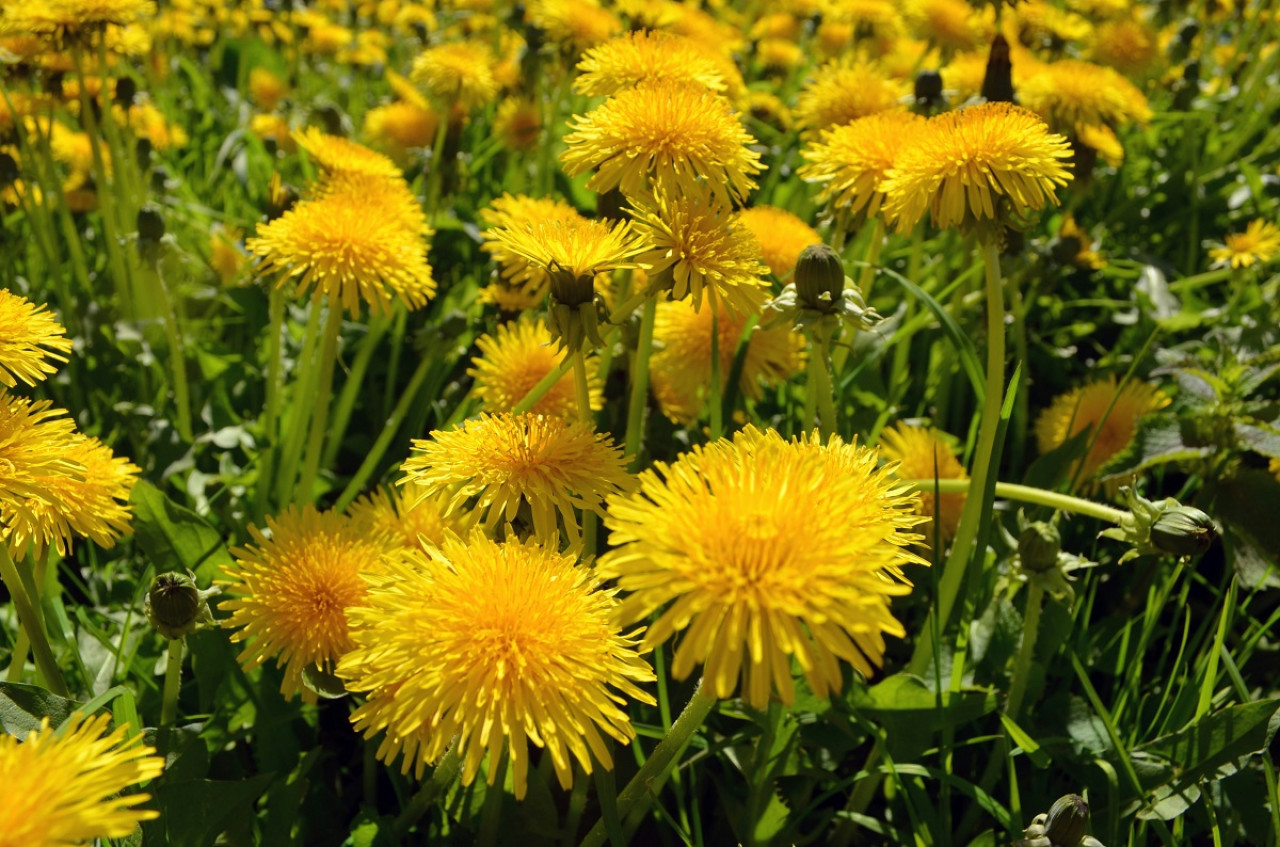 Diente de león; plantas. Foto: Unsplash.