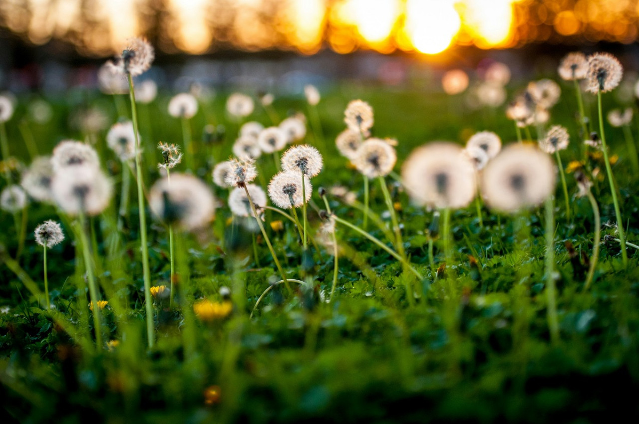 Diente de león; plantas. Foto: Unsplash.