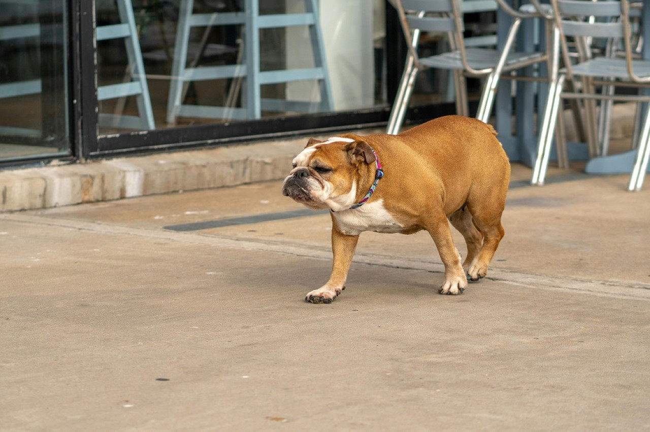 Perros, mascotas. Foto: Pexels.