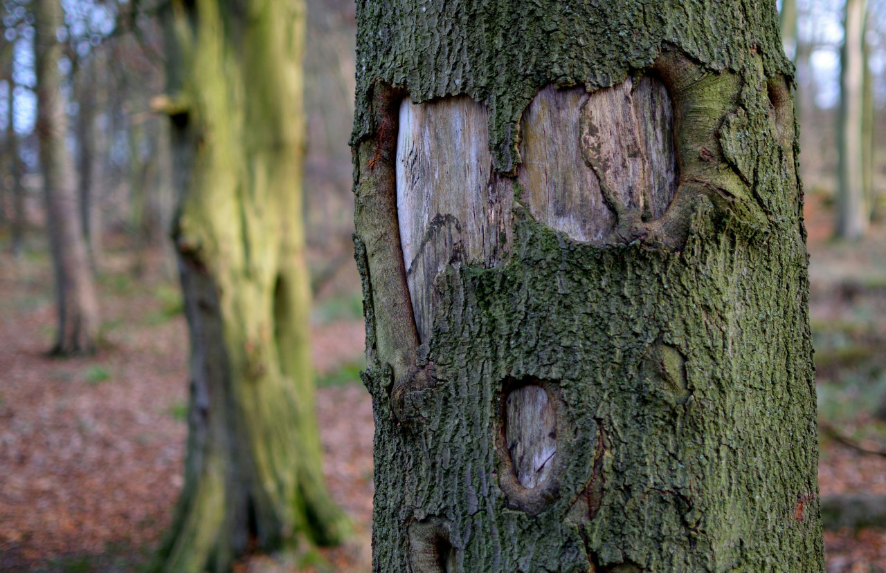 Ejemplos de pareidolia: cuando las personas ven en objetos poco estructurados, figuras que conocen. Foto: Unsplash.