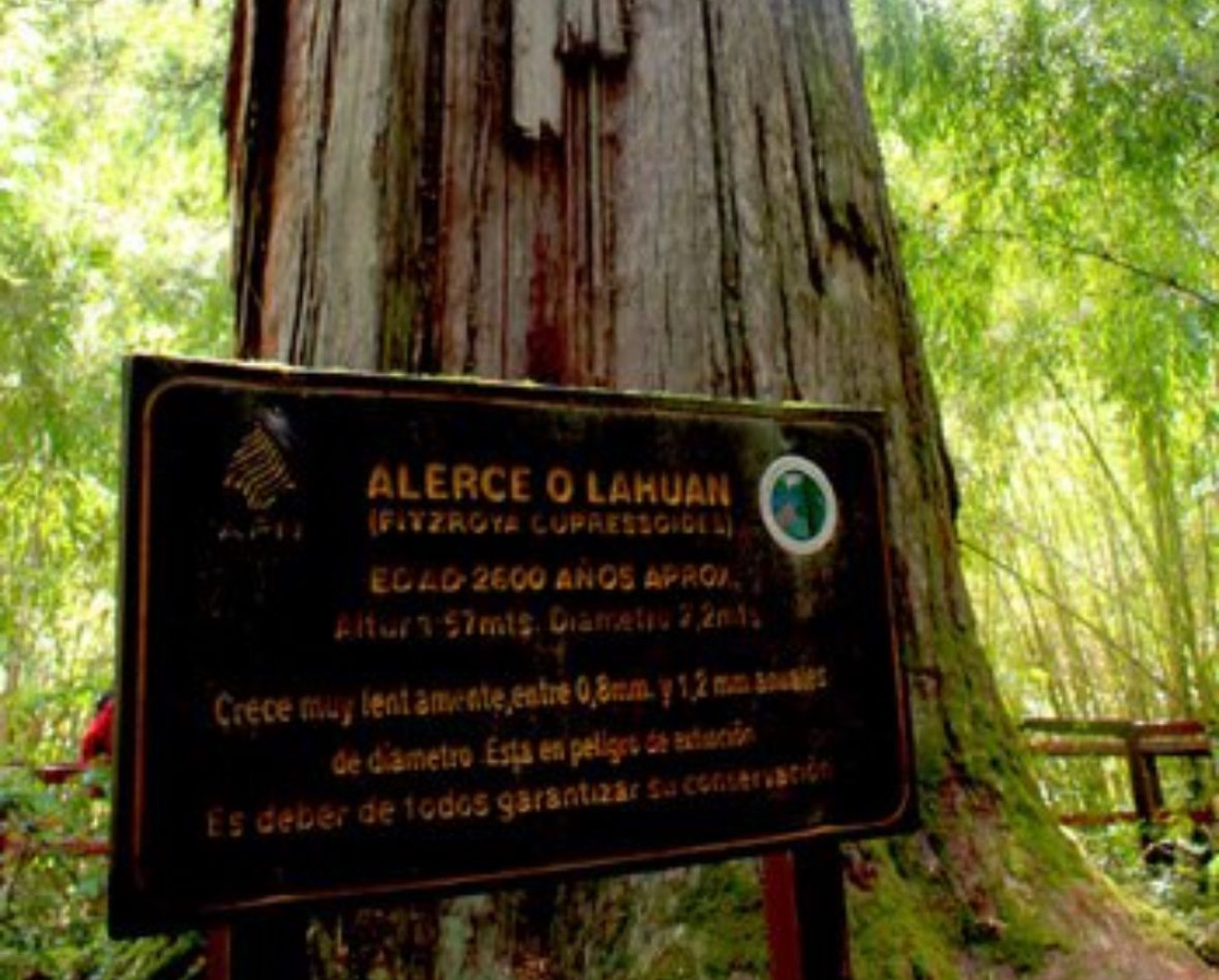 Alerce de 2620 años, la Patagonia. Foto: X