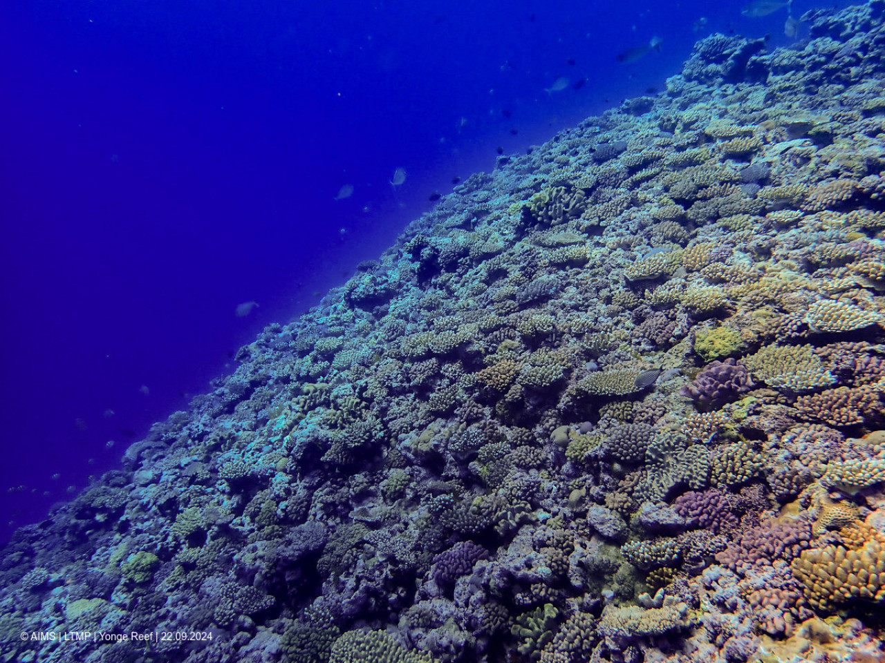 Coral. Fuente: EFE