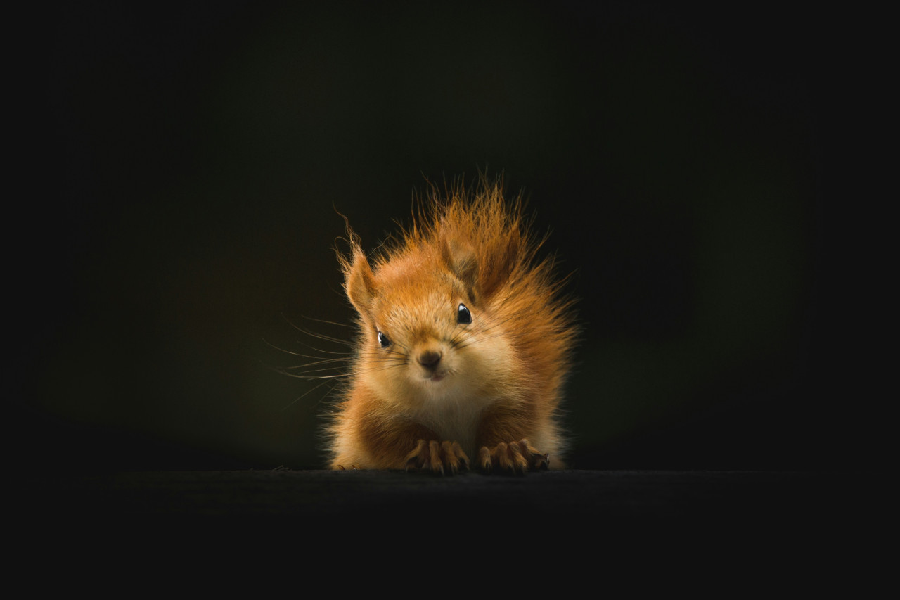 Ardilla. Fuente: Unsplash