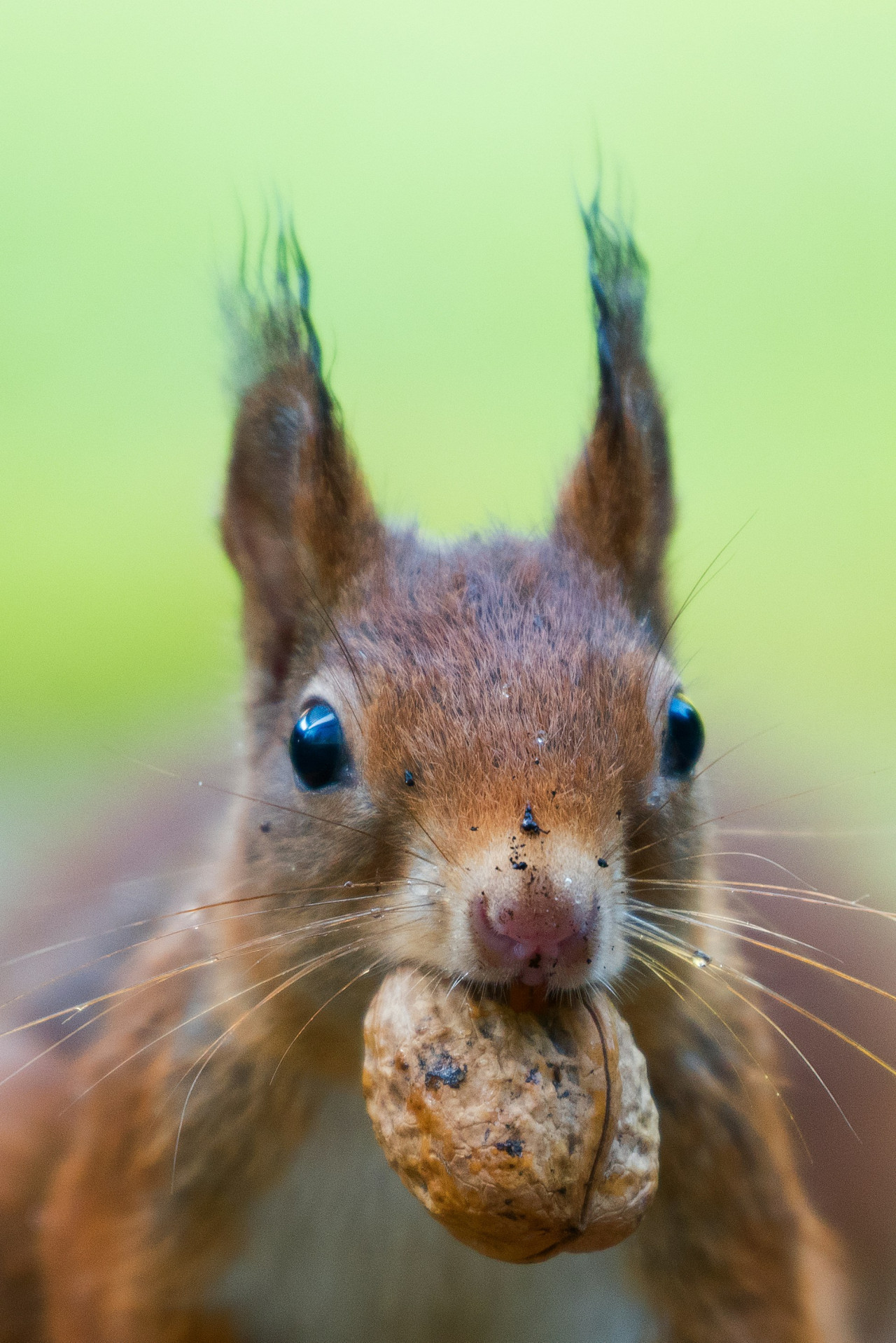Ardilla. Fuente: Unsplash