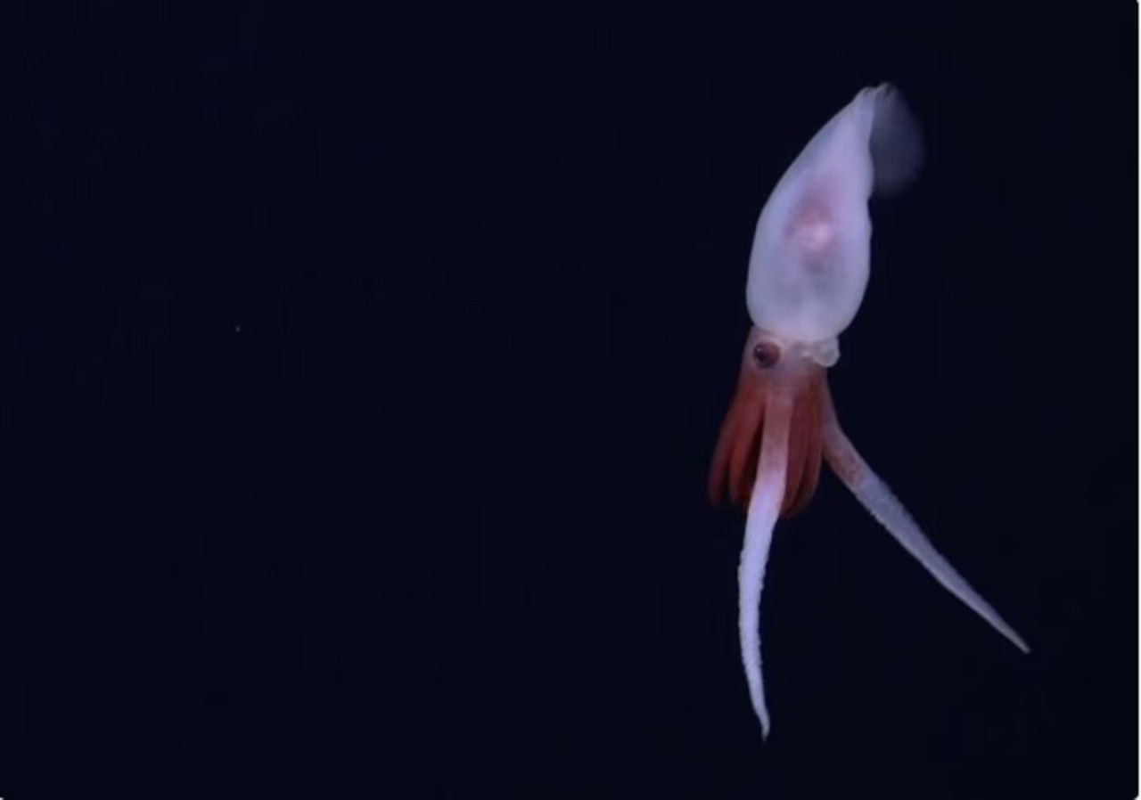 Un calamar Promachoteuthis en la cordillera submarina. Foto: ROV SuBastian / Schmidt Ocean Institute
