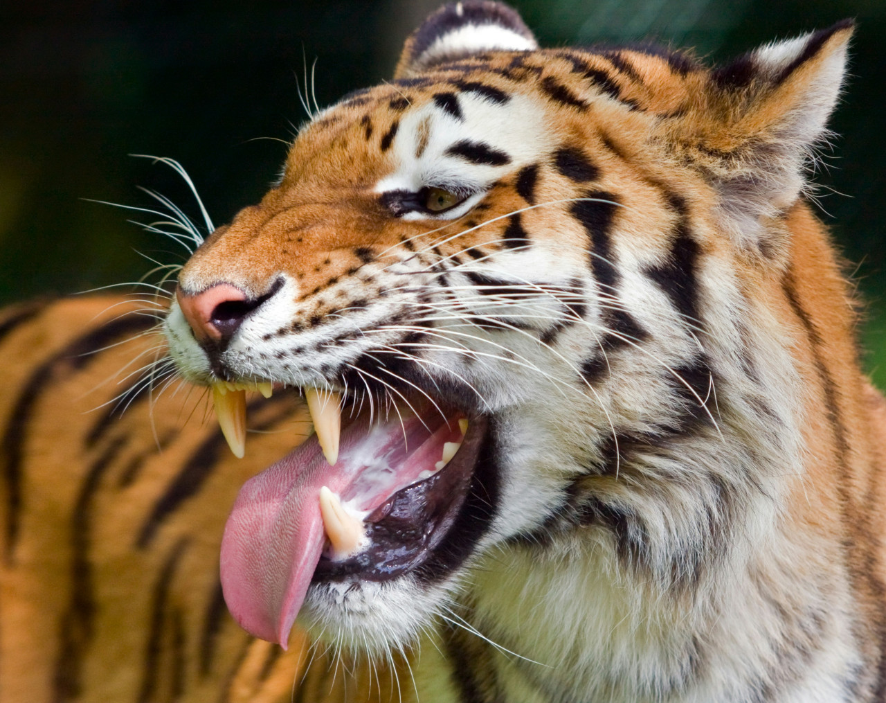 Tigre. Foto: Unsplash