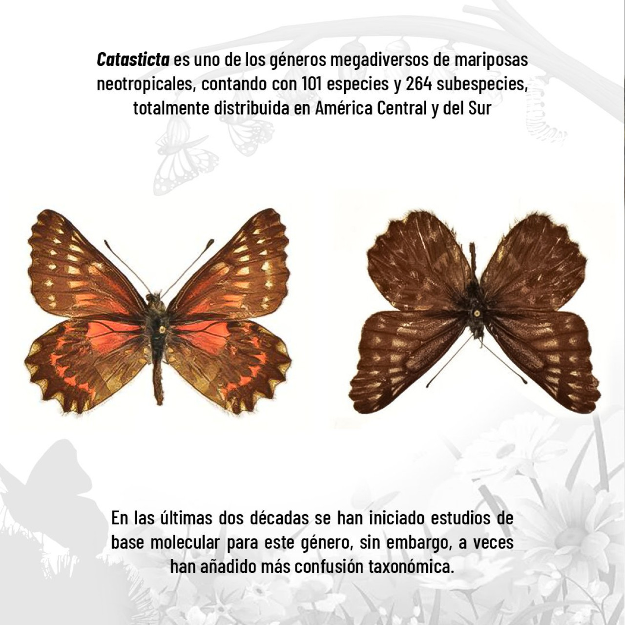 Identifican a un nuevo género de mariposa de los Andes, llamado 