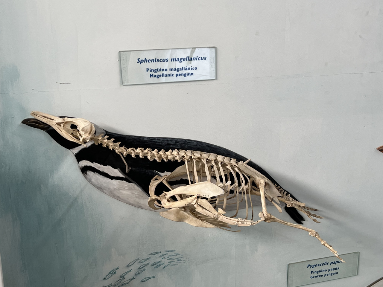 Museo Acatushun de Aves y Mamíferos Marinos, estancia Harberton, Tierra del Fuego. Foto: Pato Daniele