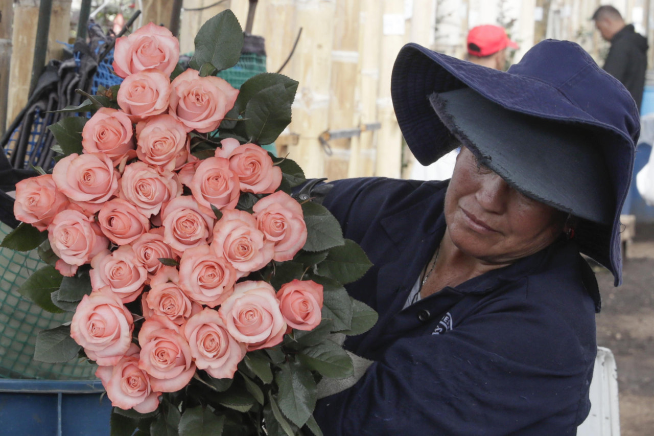 Producción de rosas. Foto: EFE.