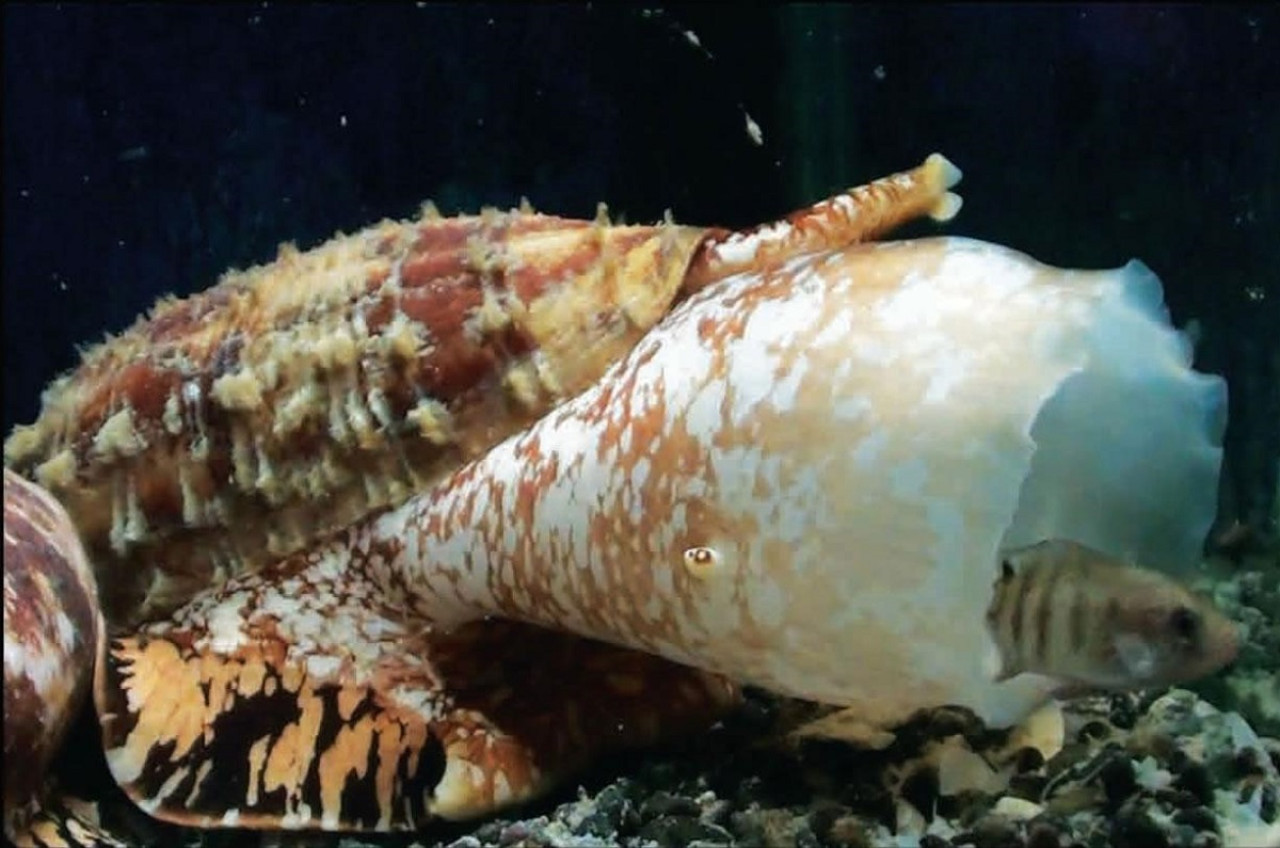 El caracol cono usa la insulina para inmovilizar a sus presas. Foto: Institutos Nacionales de Salud.