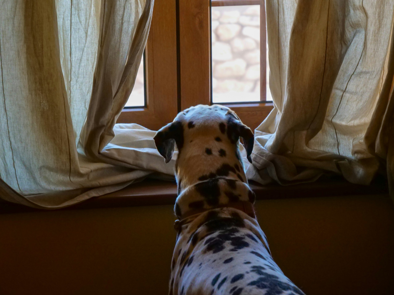 Perro. Foto: Unsplash.