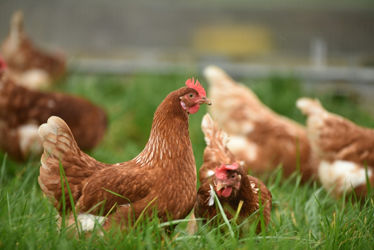 El alquiler de gallinas creció considerablemente en Estados Unidos. Foto: Unsplash.