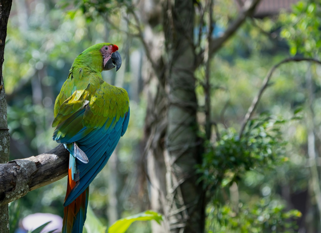 Guacamayos militares. Foto: Unsplash.