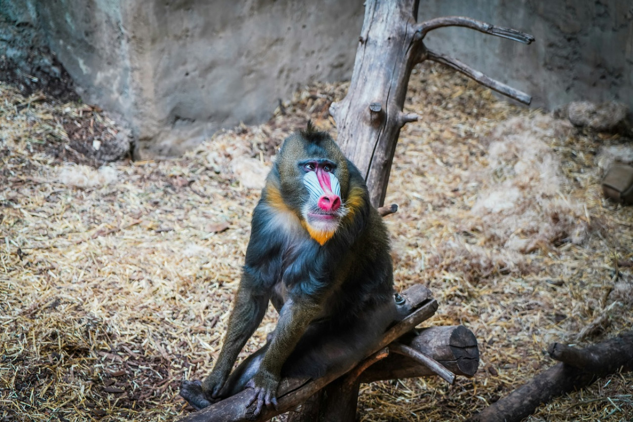 Mandril. Foto: Unsplash.