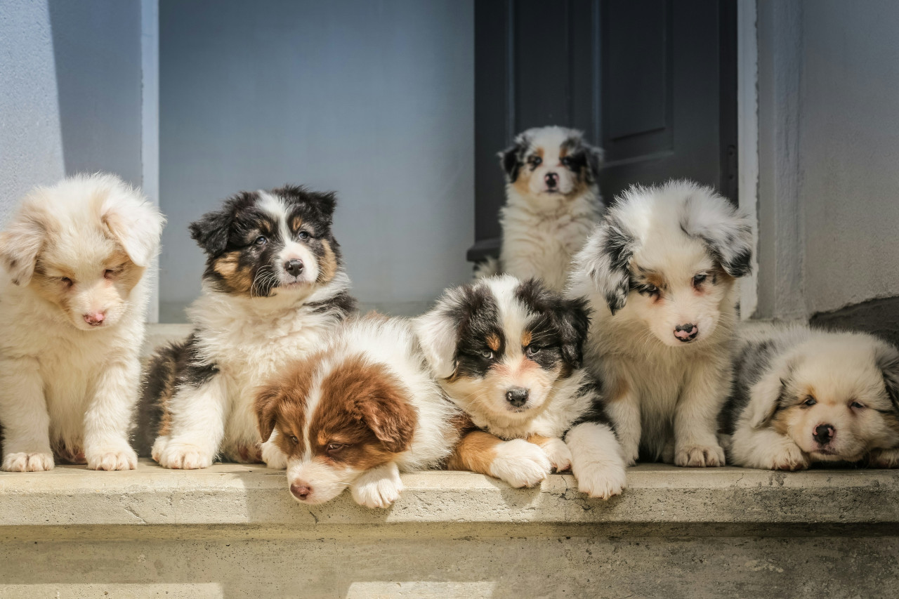 Mascotas. Foto: Unsplash.