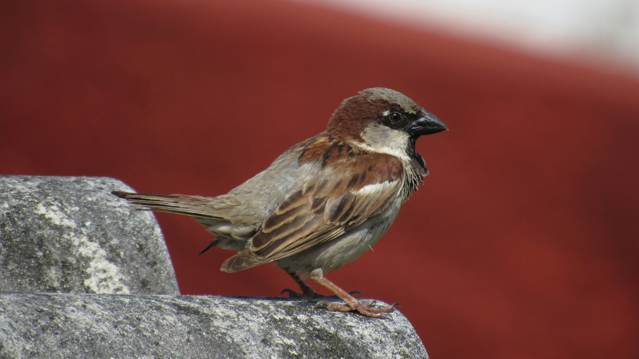 Gorrión. Foto: Unsplash.