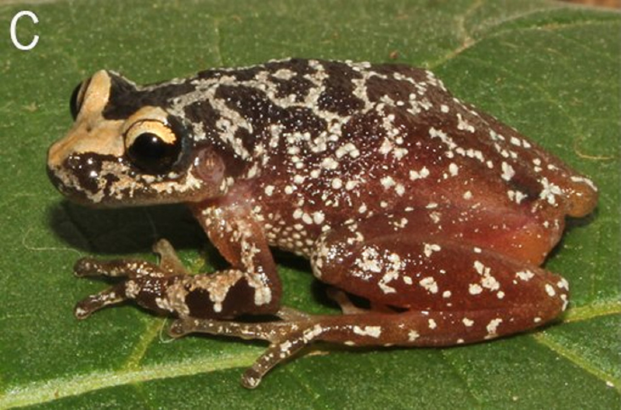 Rana Scinax fontanarrosai, Foto: Wikipedia.